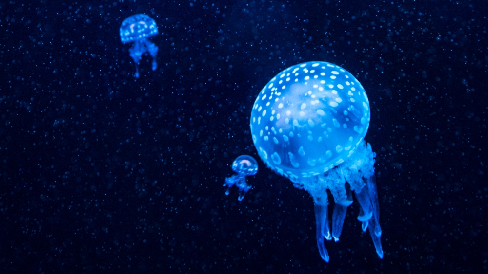 クラゲの水槽